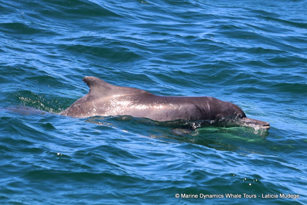 humpback dolphin, whale watching, gansbaai, south africa