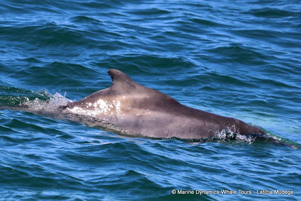 humpback dolphin, whale watching, gansbaai, south africa