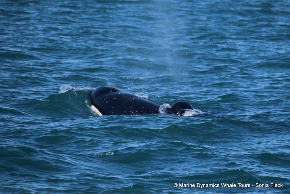Orca, whale watching, gansbaai, south africa