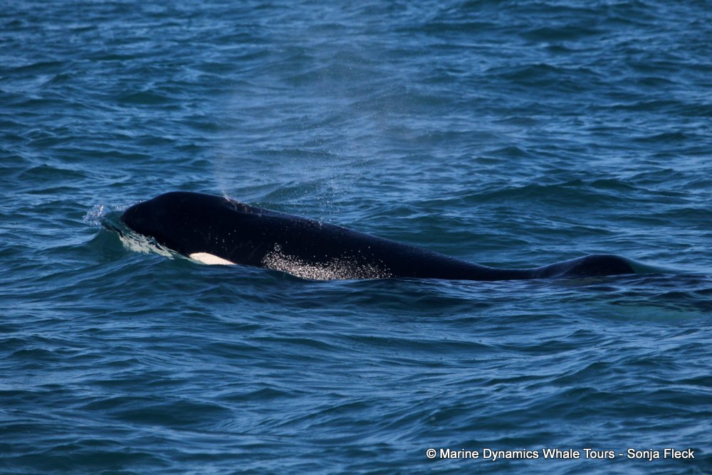 Orca, whale watching, gansbaai, south africa