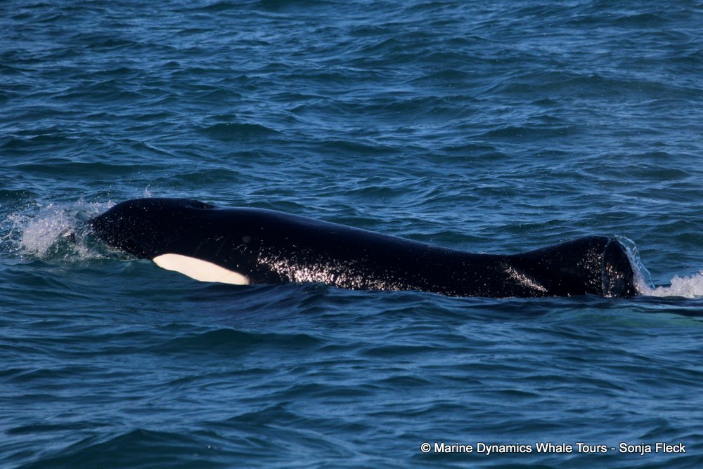 Marine Big 5 Daily Blog 11 March