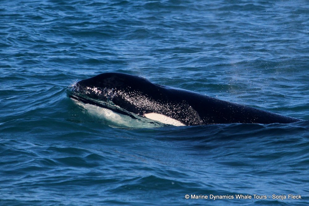 Orca, whale watching, gansbaai, south africa