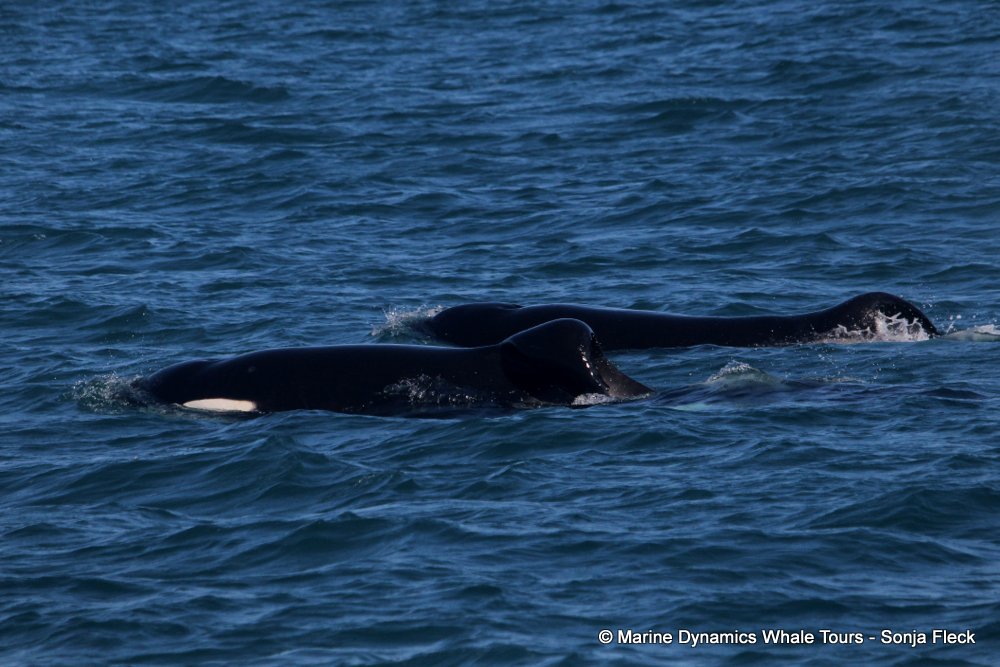 Orca, whale watching, gansbaai, south africa