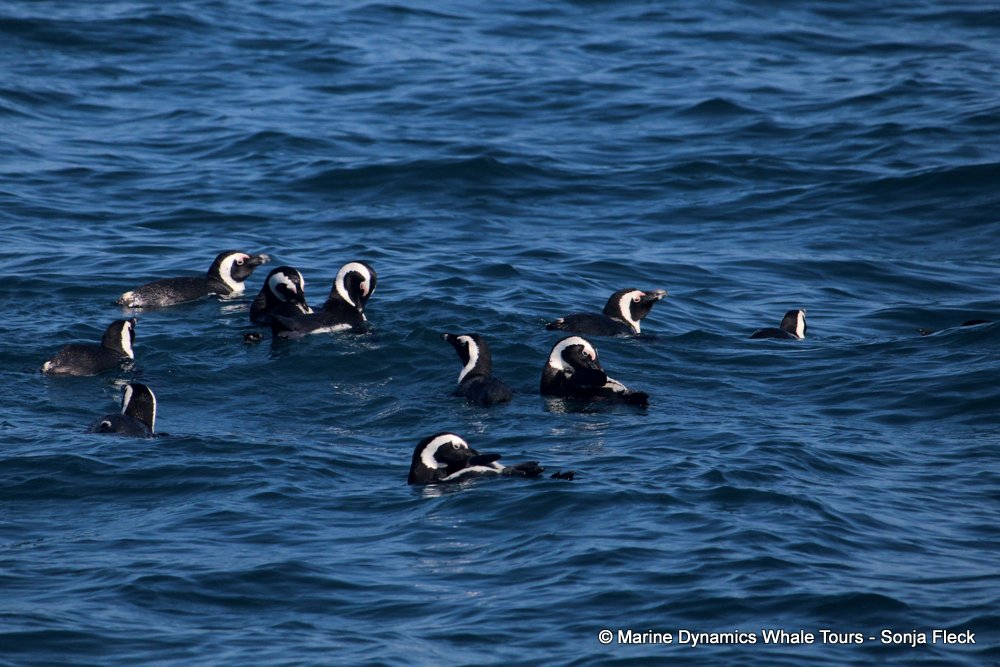 african penguin, whale watching, gansbaai, south africa