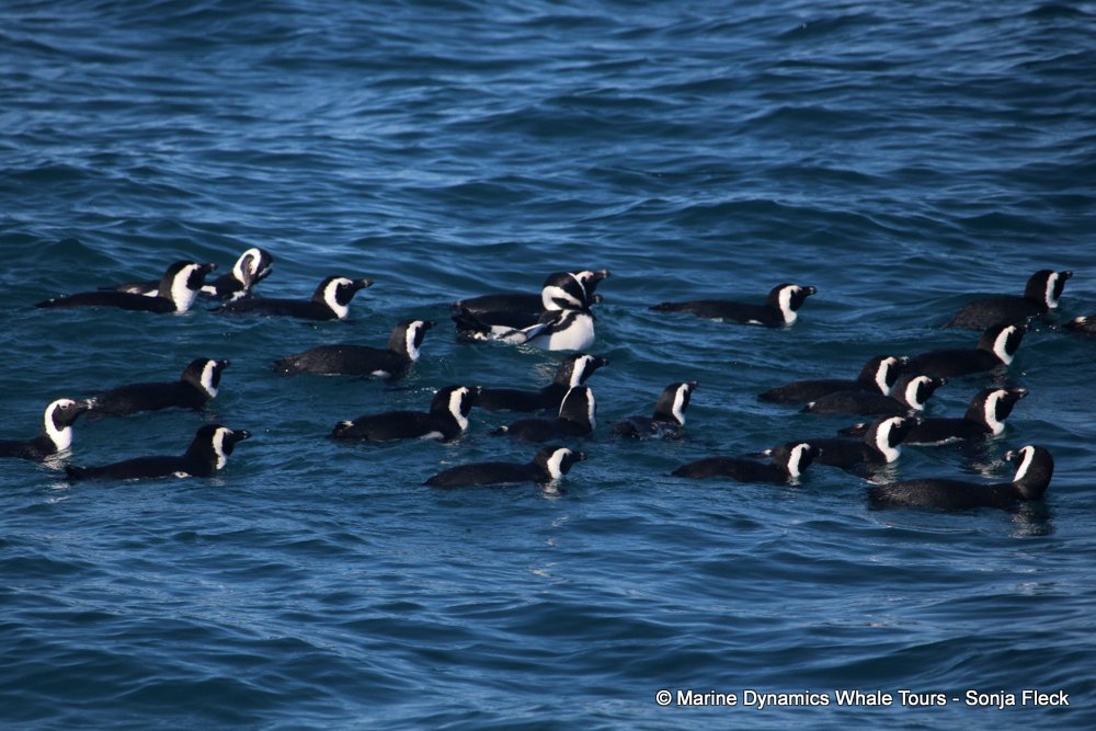 african penguin, whale watching, gansbaai, south africa