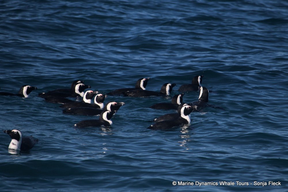 african penguin, whale watching, gansbaai, south africa