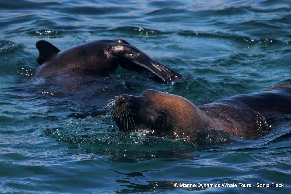 cape fur seal, whale watching, gansbaai, south africa