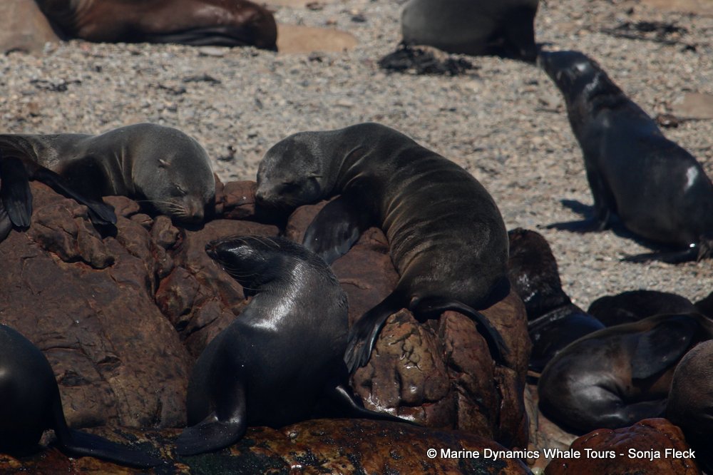 cape fur seal, whale watching, gansbaai, south africa
