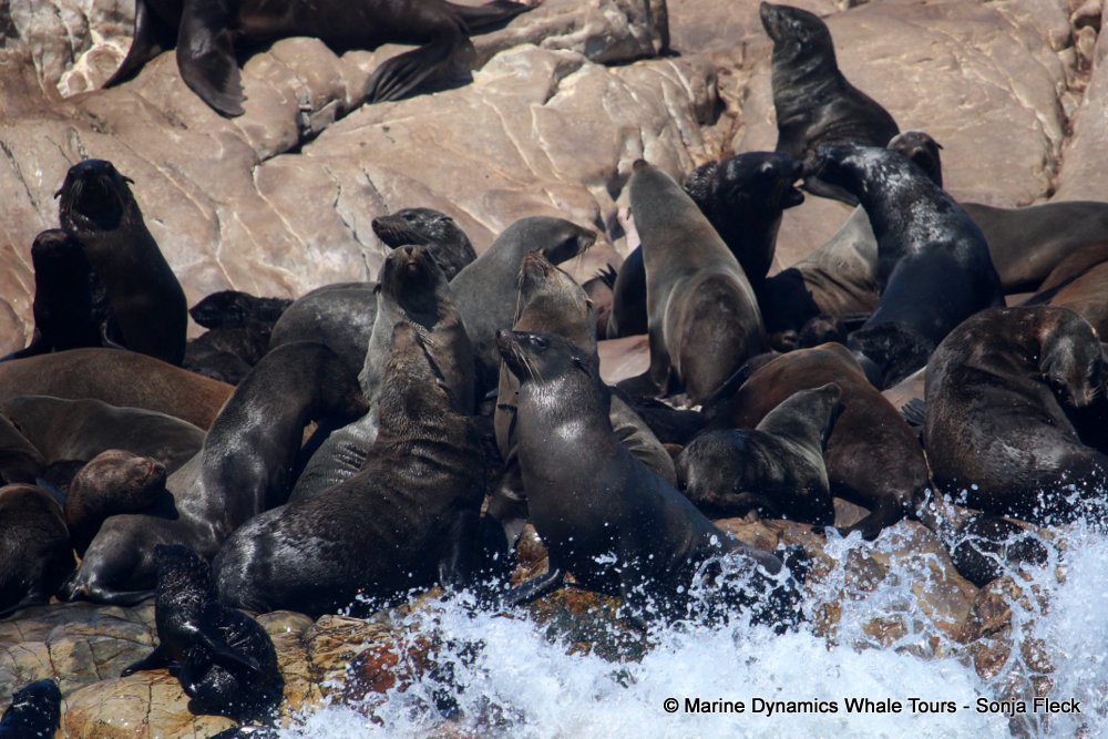 cape fur seal, whale watching, gansbaai, south africa