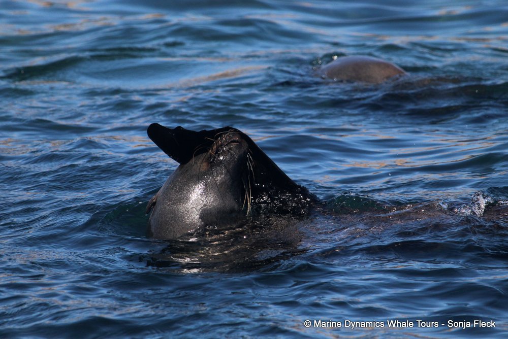 cape fur seal, whale watching, gansbaai, south africa