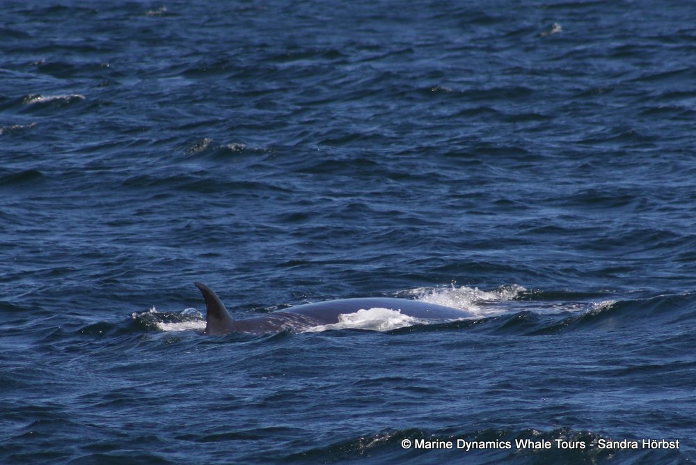 bryde's whale, whale watching, gansbaai, south africa,