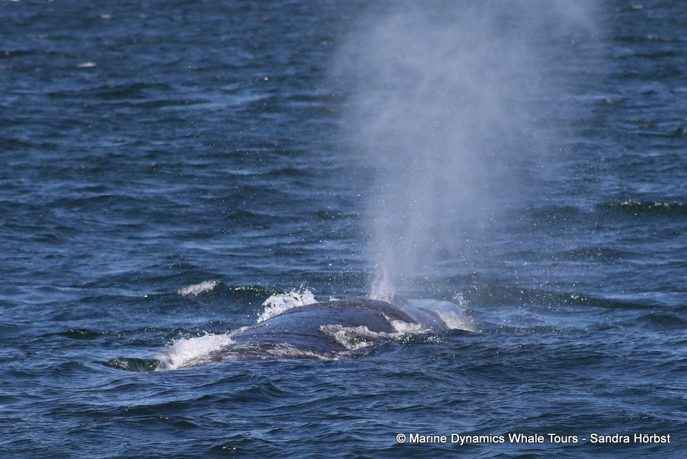 bryde's whale, whale watching, gansbaai, south africa,