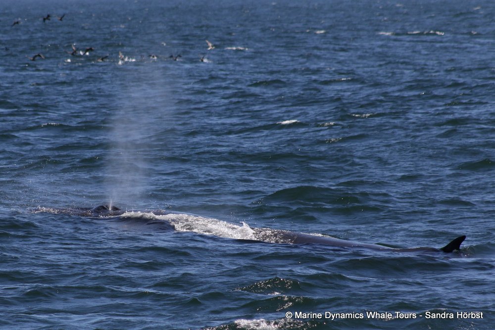 bryde's whale, whale watching, gansbaai, south africa,