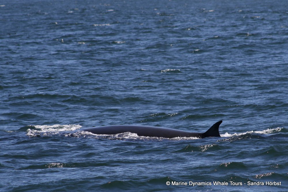 bryde's whale, whale watching, gansbaai, south africa,