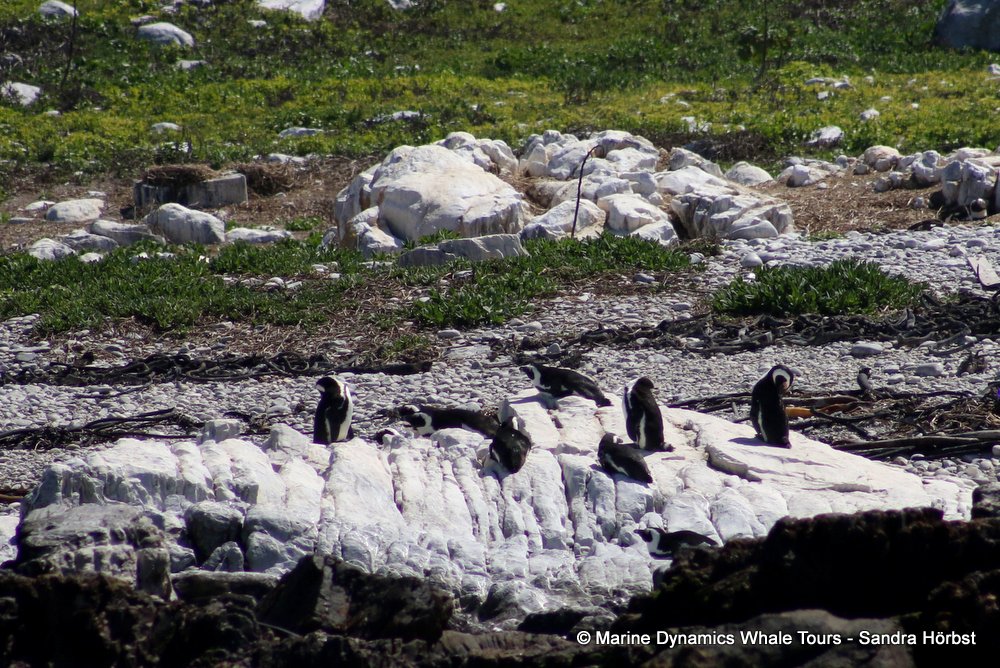 penguins, whale watching, gansbaai, south africa,