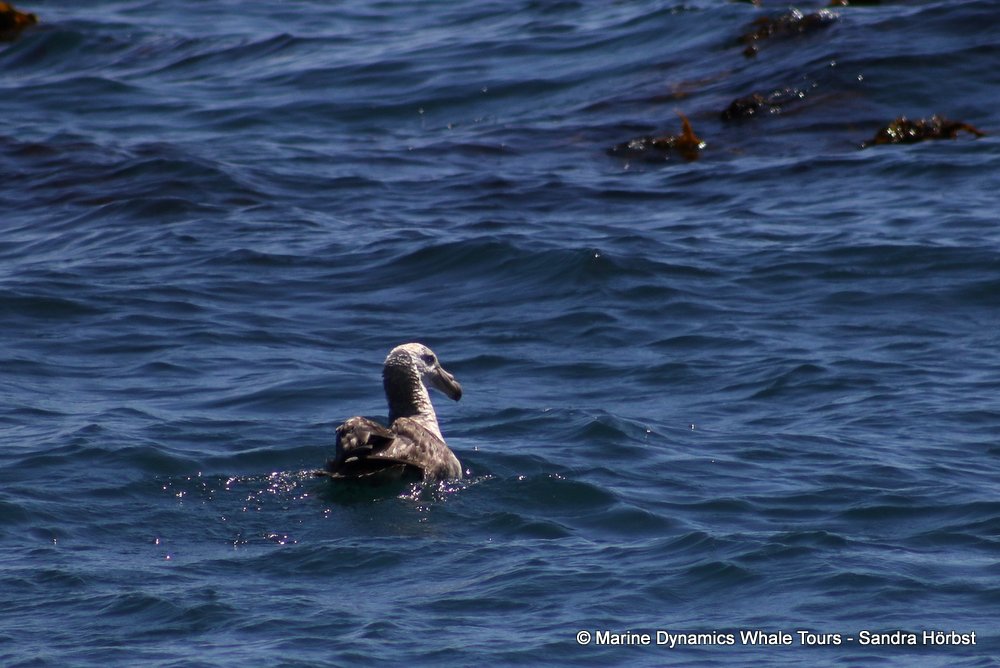 petrel, whale watching, gansbaai, south africa