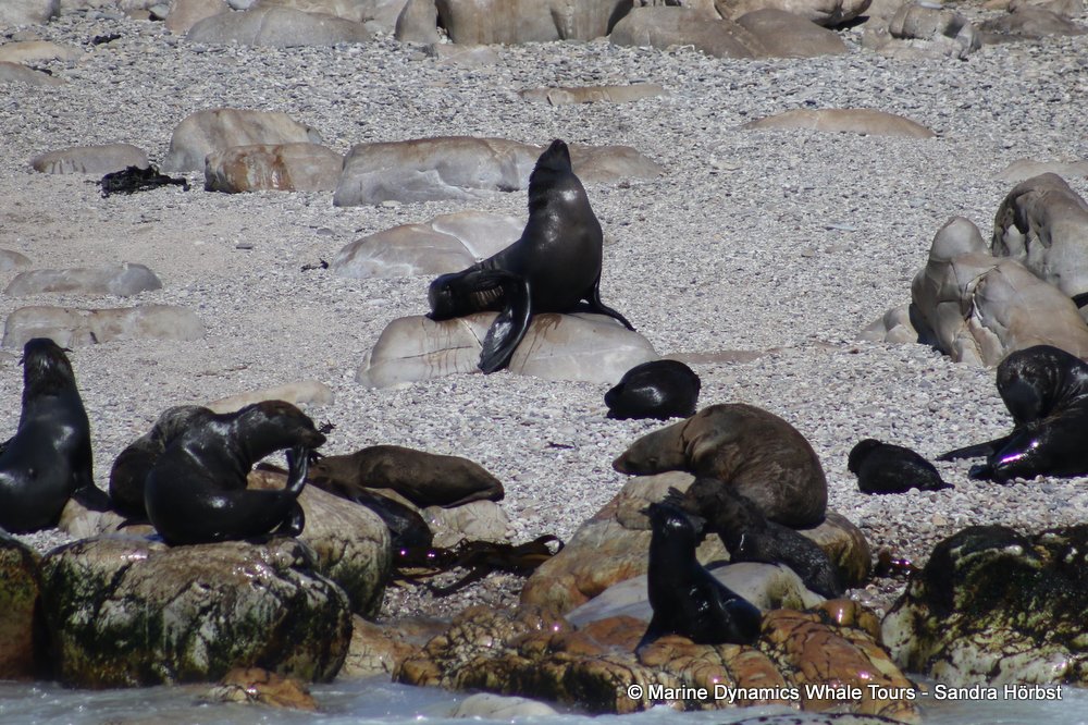cape fur seal, whale watching, gansbaai, south africa