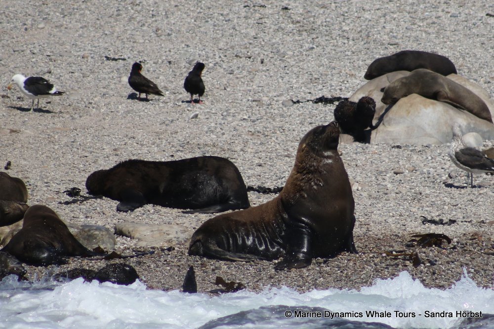 cape fur seal, whale watching, gansbaai, south africa