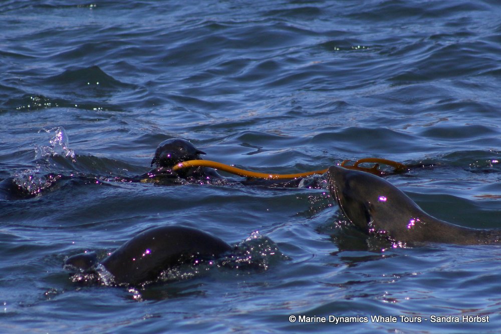 cape fur seal, whale watching, gansbaai, south africa