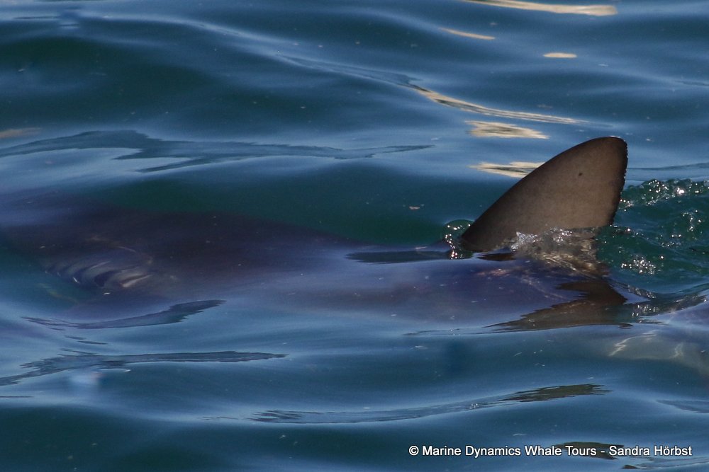 bronze whaler shark, whale watching, gansbaai, south africa,