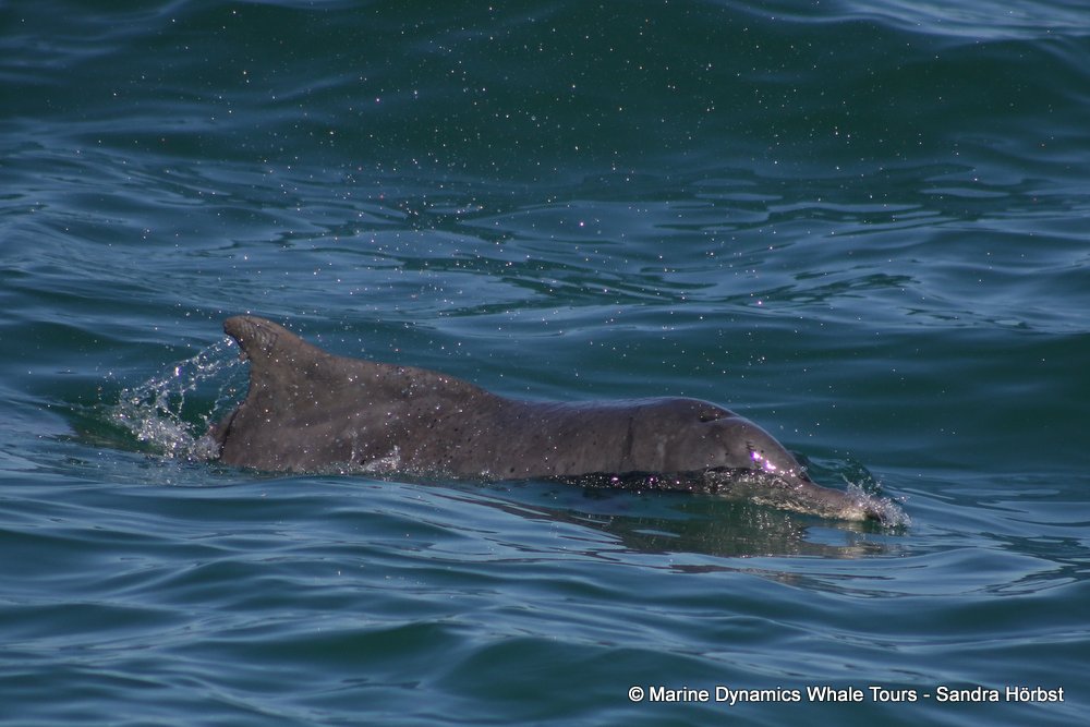 dolphin, whale watching, gansbaai, south africa,