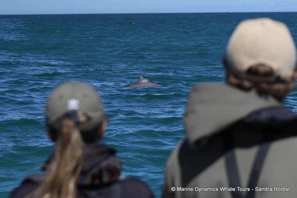 dolphin, whale watching, gansbaai, south africa,