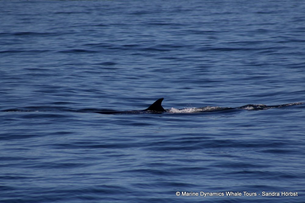 bryde's whale, whale watching, gansbaai, south africa,