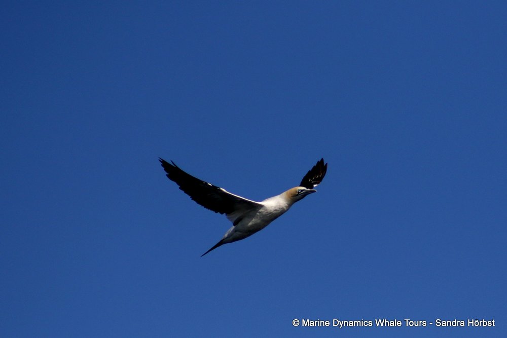 gannet,whale watching, gansbaai, south africa
