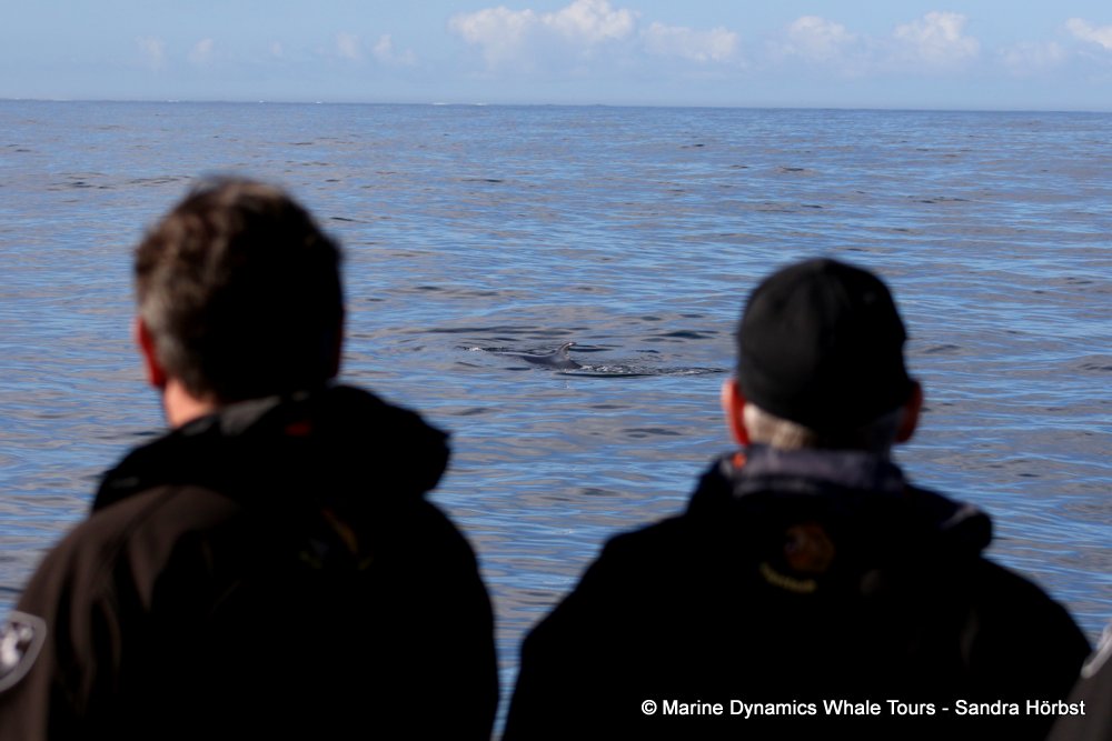 bryde's whale, whale watching, gansbaai, south africa,