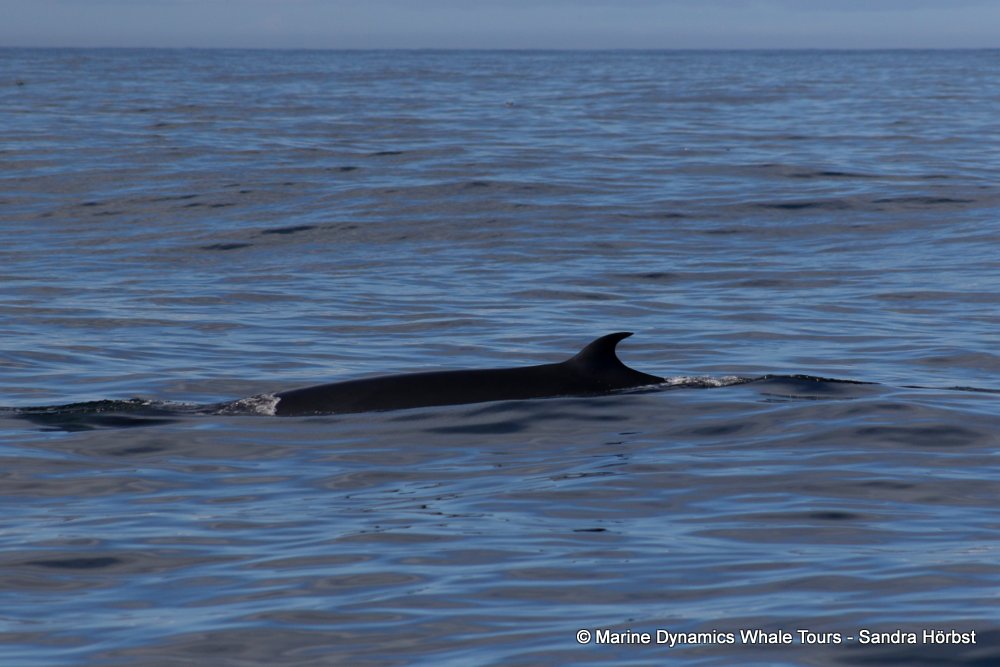 Brydes Whale, whale watching, gansbaai, south africa