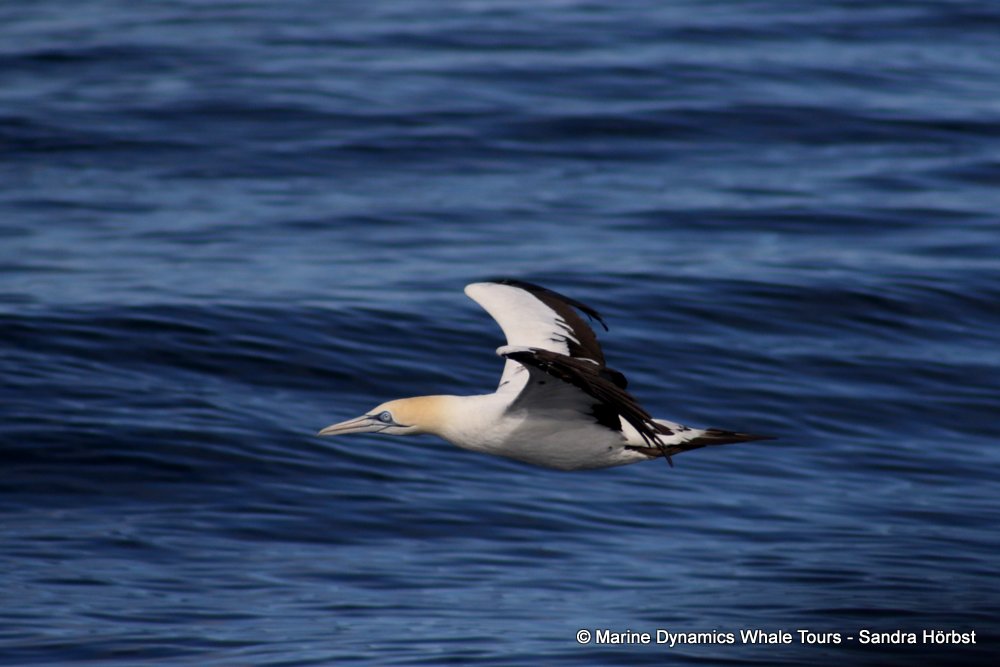 gannet,whale watching, gansbaai, south africa