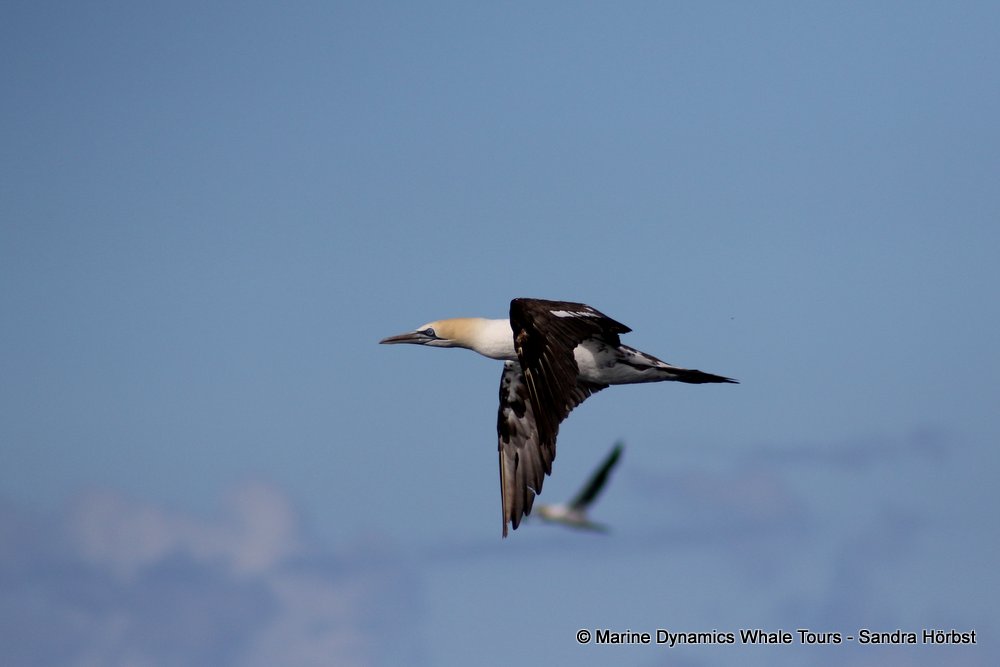 gannet,whale watching, gansbaai, south africa