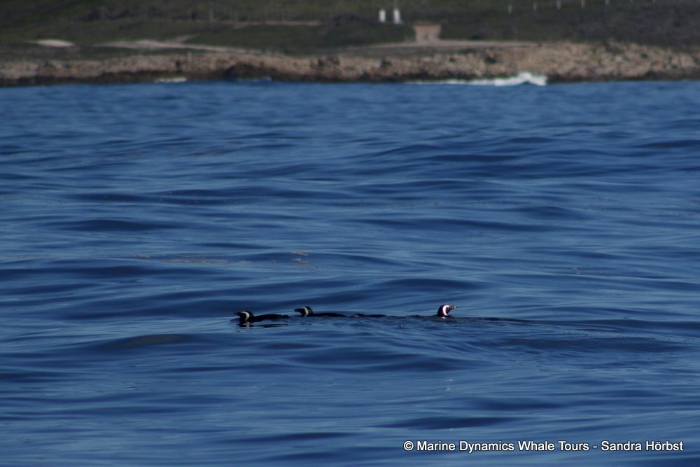 african penguin, whale watching, gansbaai, south africa