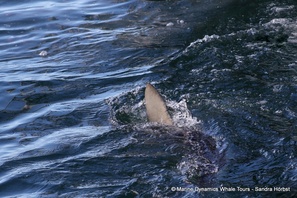 bronze whaler shark, whale watching, gansbaai, south africa,
