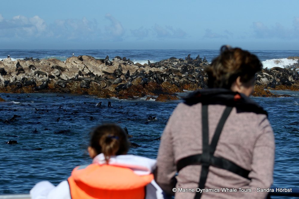 cape fur seal colony, whale watching, gansbaai, south africa,