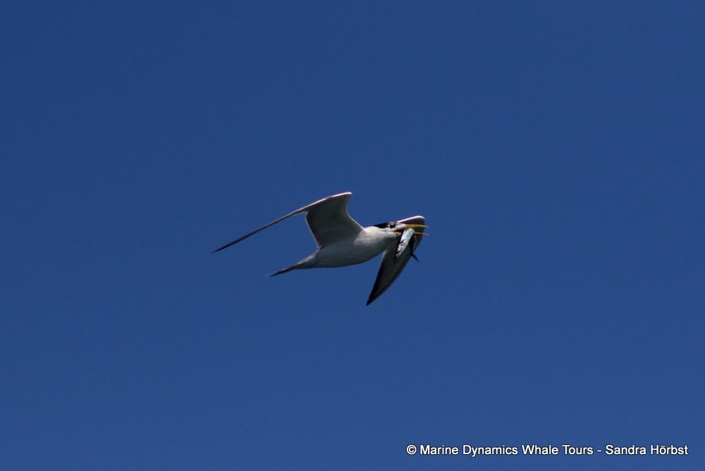 whale watching, gansbaai, south africa