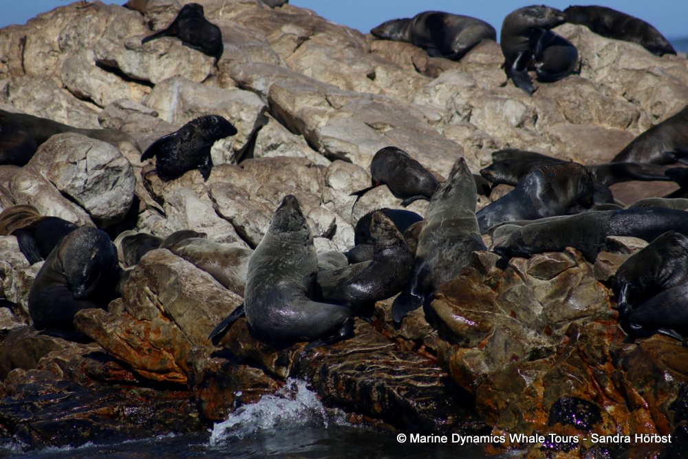 cape fur seal, whale watching, gansbaai, south africa