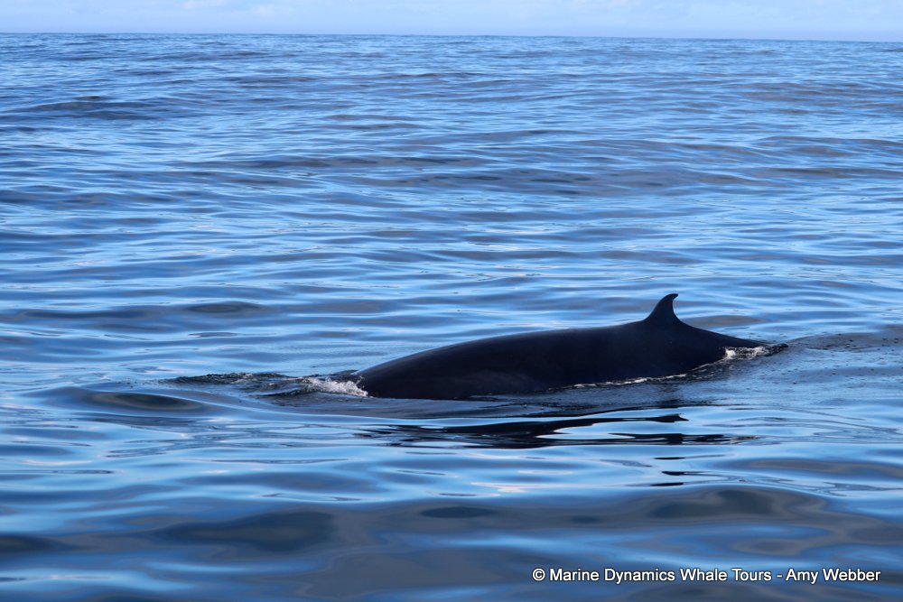 bryde's whale, whale watching, gansbaai, south africa,