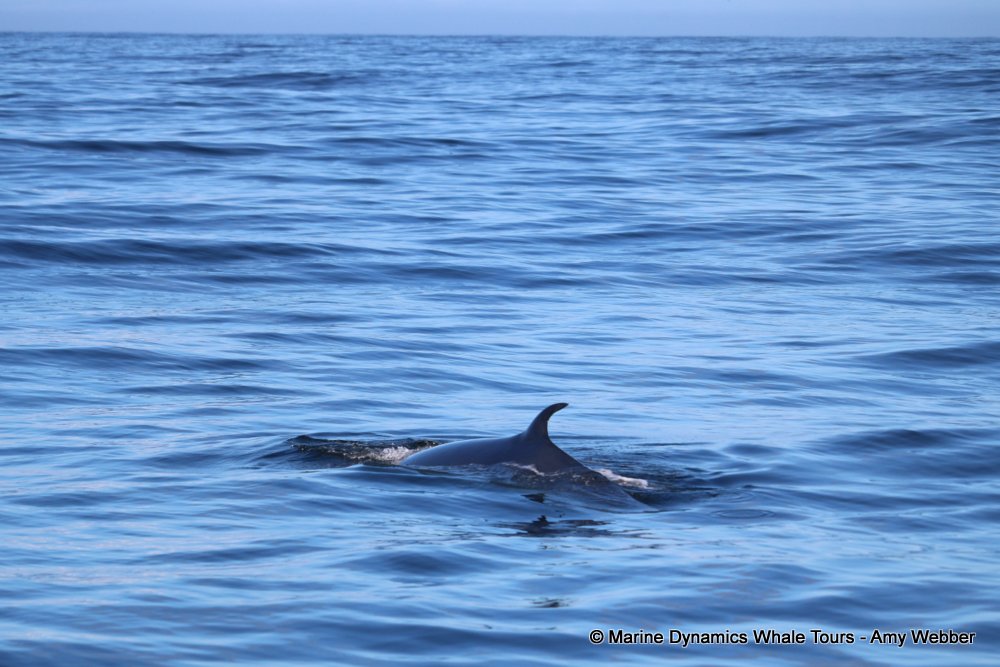 bryde's whale, whale watching, gansbaai, south africa,