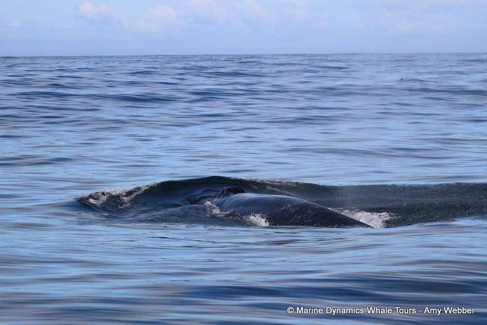 Marine Big 5 Daily Blog 29 March