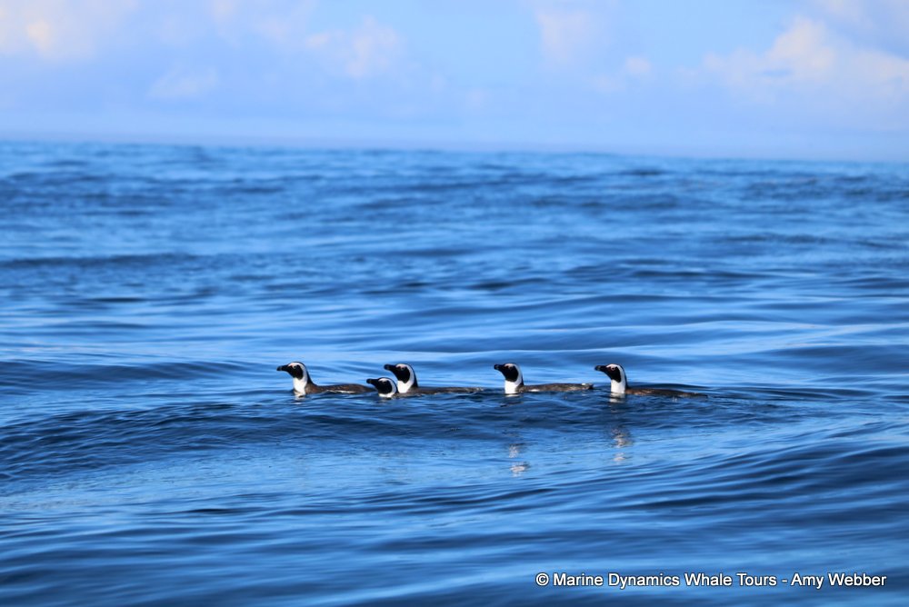african penguin, whale watching, gansbaai, south africa