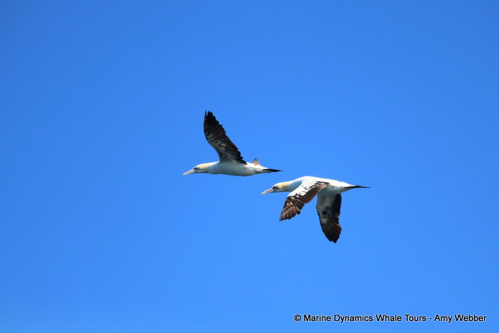 gannet,whale watching, gansbaai, south africa