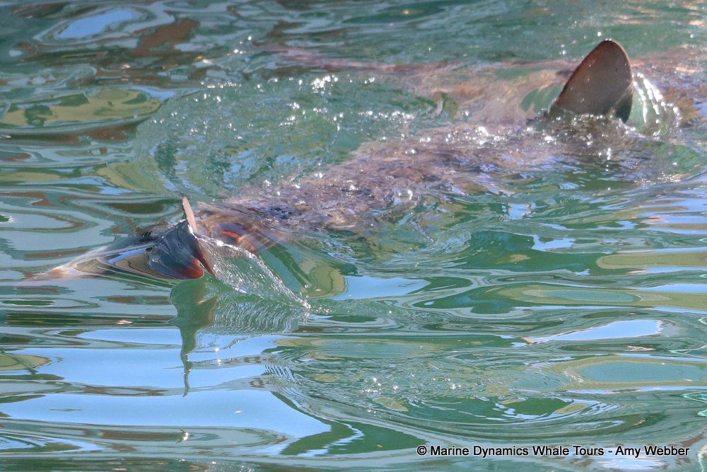 bronze whaler shark, whale watching, gansbaai, south africa,