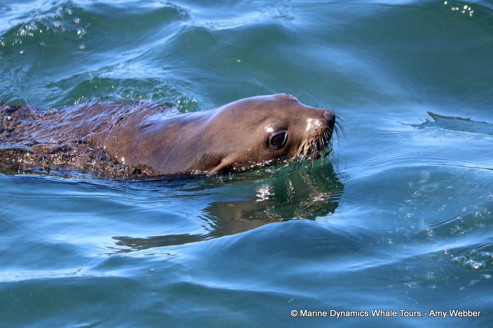 cape fur seal, whale watching, gansbaai, south africa