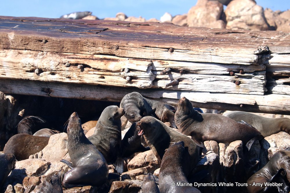 cape fur seal, whale watching, gansbaai, south africa