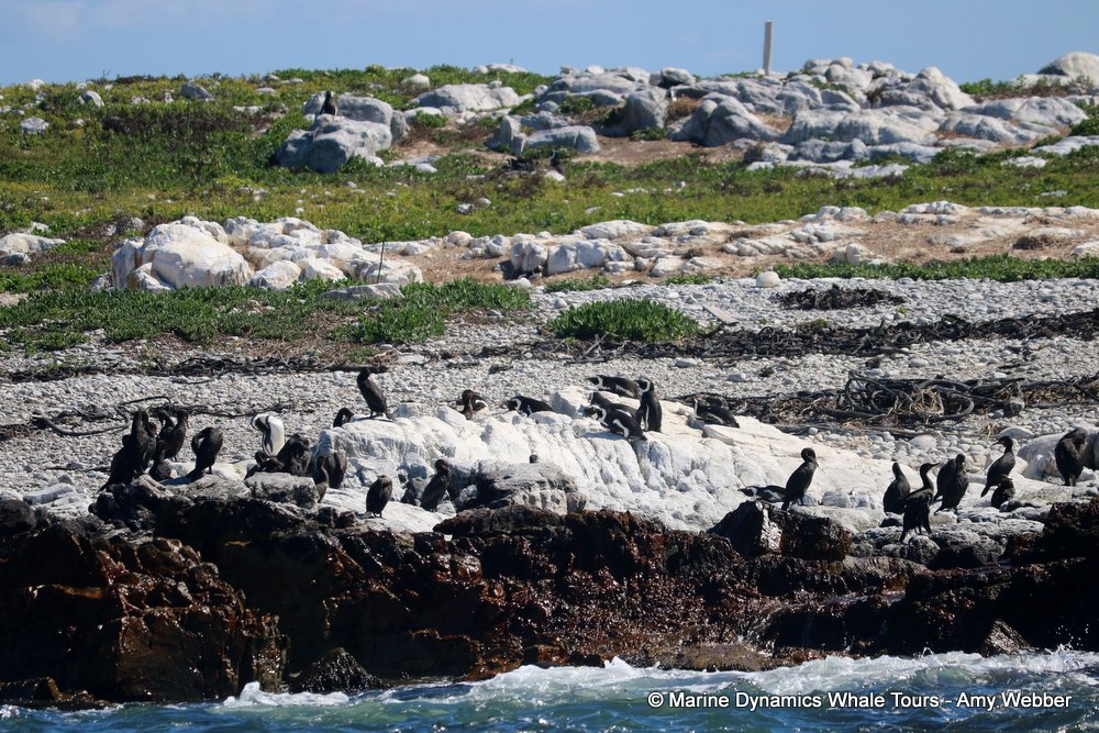 african penguin, whale watching, gansbaai, south africa