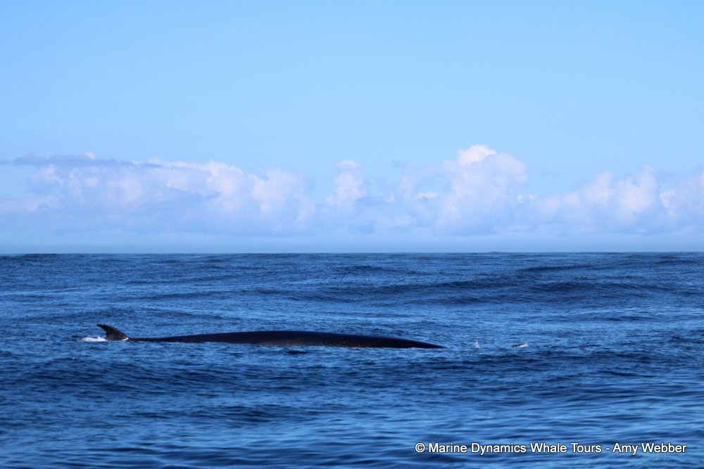 bryde's whale, whale watching, gansbaai, south africa,