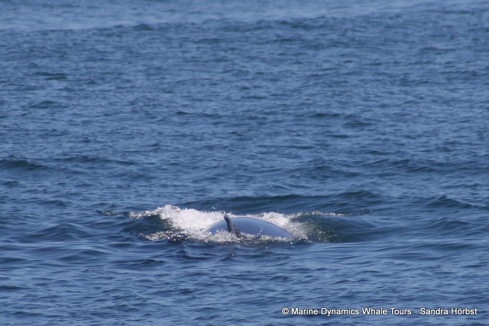 bryde's whale, whale watching, gansbaai, south africa,