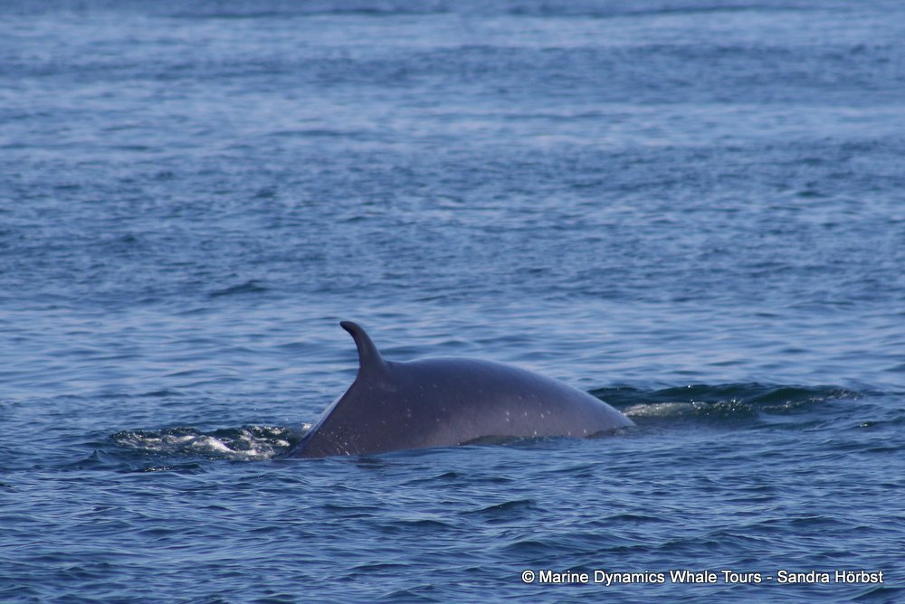 bryde's whale, whale watching, gansbaai, south africa,