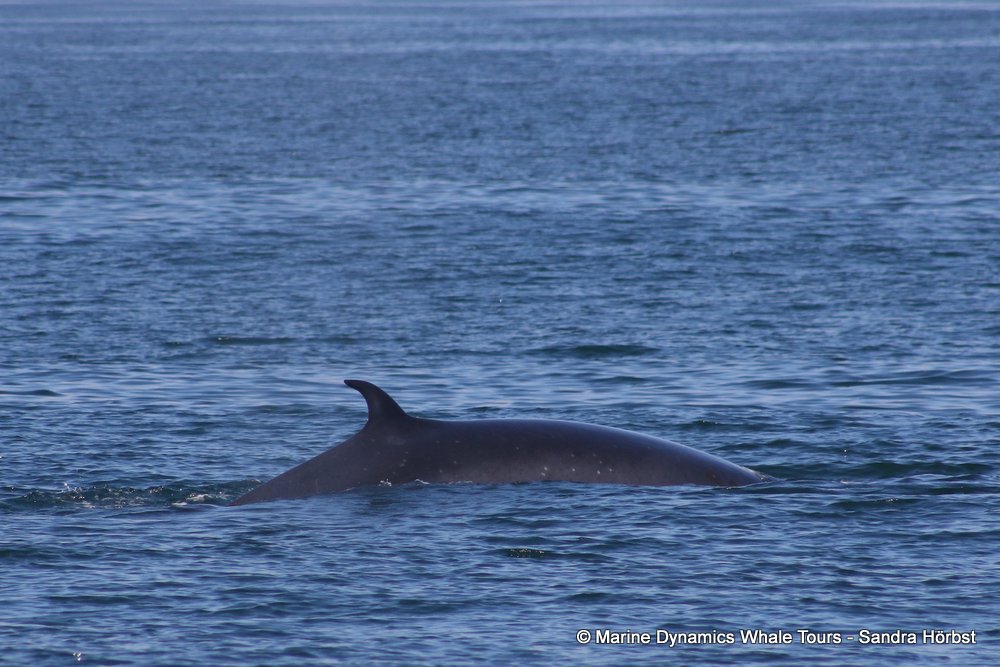 bryde's whale, whale watching, gansbaai, south africa,